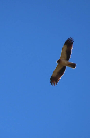 Glendonald Farrm 69